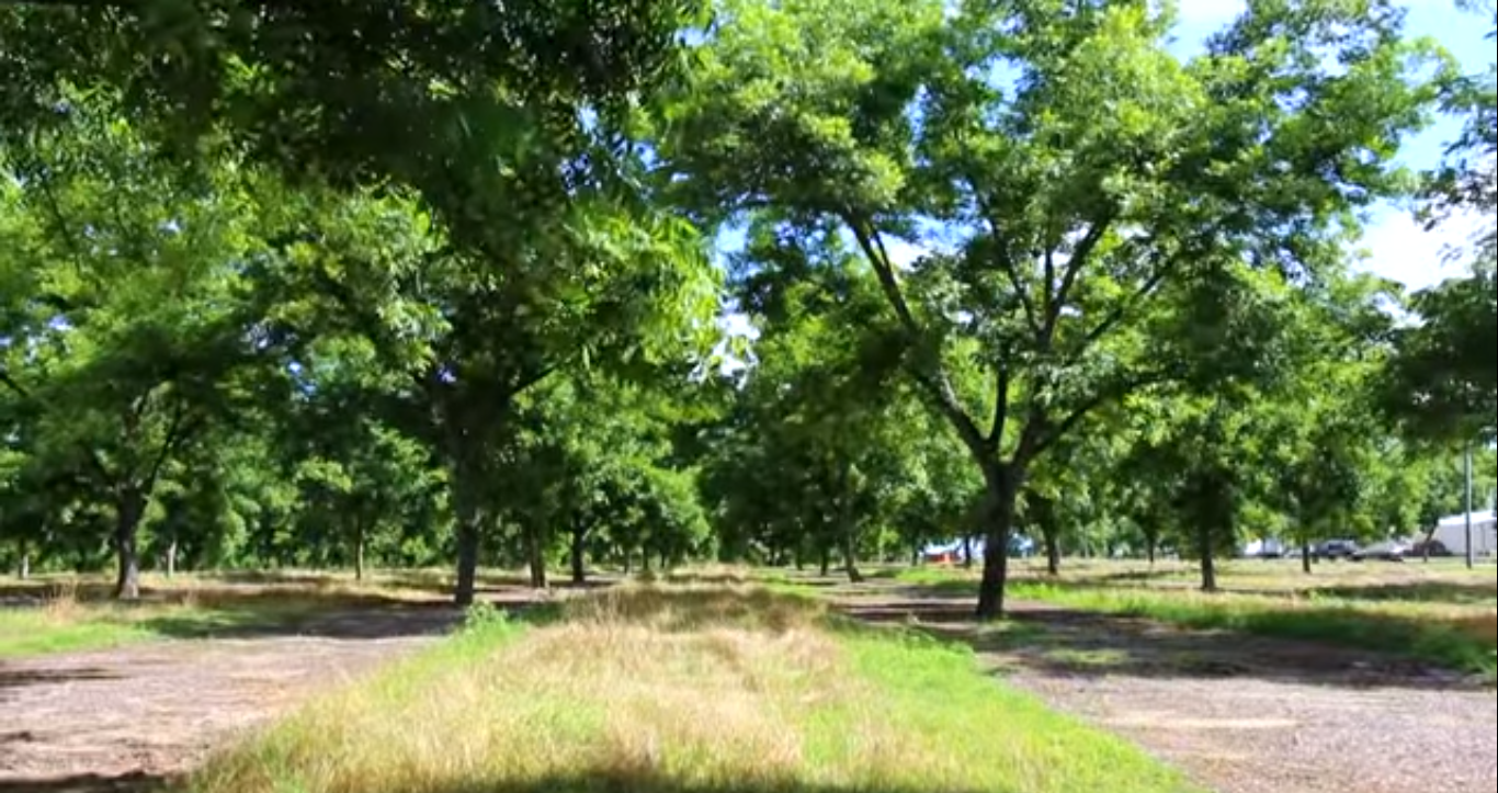 Hurricane Irma and Georgia Pecan Orchards