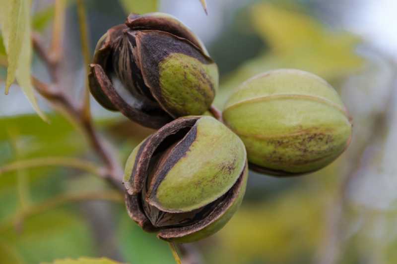 History of the Pecan